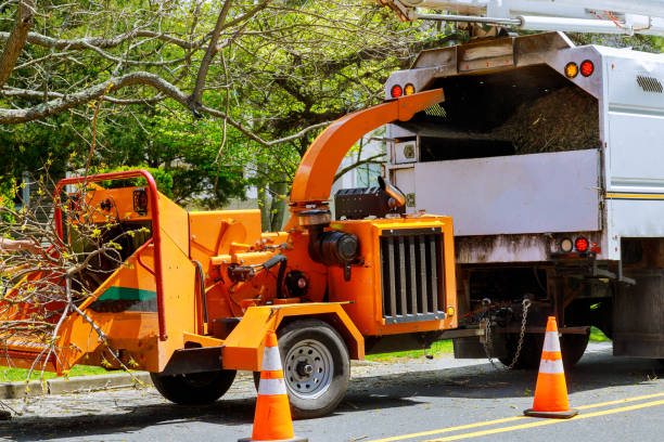 Best Fruit Tree Pruning  in Redwood Valley, CA