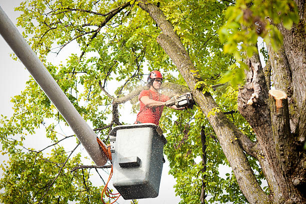 Redwood Valley, CA Tree Removal Company